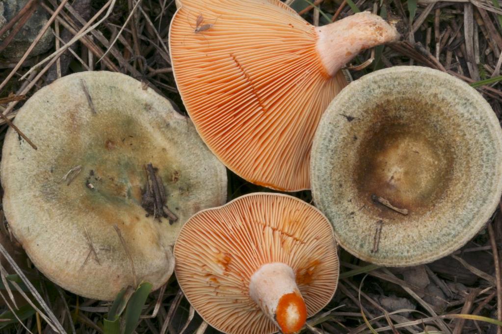 Chapter 2:Choice wild edible mushrooms preferably on calcareous soils. Less common than L. deliciosus in Greece, but widespread from Makedonia to Peloponnese and in many Aegean and Ionian islands.