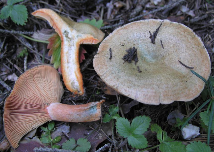 Chapter 2:Choice wild edible mushrooms Possible confusion In Europe, all species of Lactarius with orange or red latex are edible and sometimes may be found together.