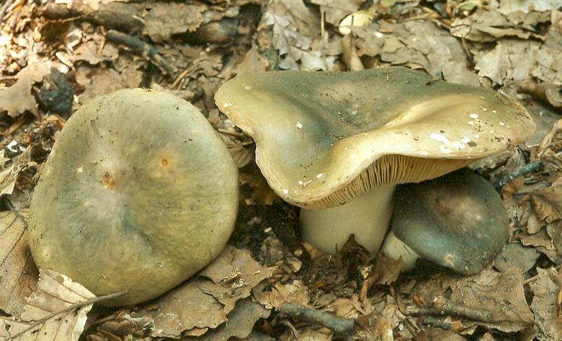 Chapter 2:Choice wild edible mushrooms 9. Russula cyanoxantha (Schaeff.