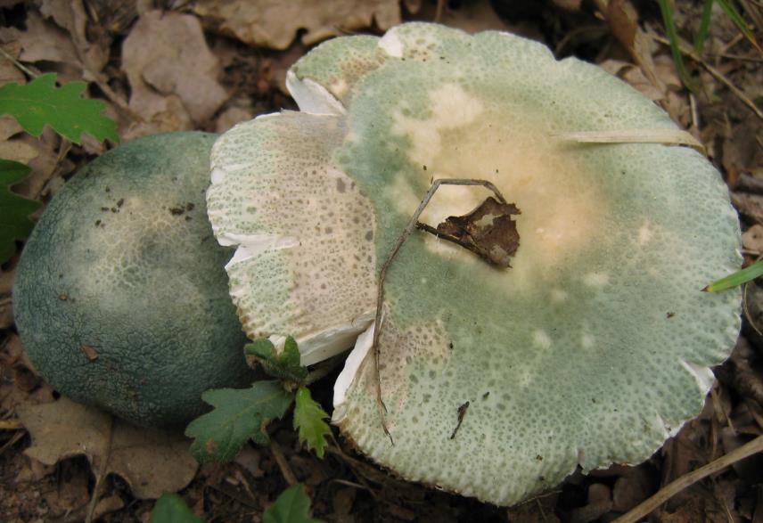 Chapter 2:Choice wild edible mushrooms 10. Russula virescens (Schaeff.) Fr.