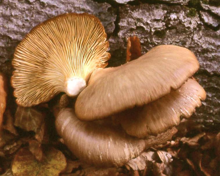 Chapter 2:Choice wild edible mushrooms Greece and Italy it is known to grow on fir, oak, beech, poplar, chestnut as well as several other deciduous trees.