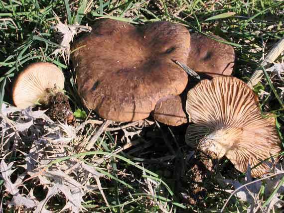 Chapter 2:Choice wild edible mushrooms 12. Pleurotus eryngii (DC.) Quél. var. eryngii Pleurotus eryngii var. ferulae (Lanzi) Sacc., Pleurotus nebrodensis (Inzenga) Quél.