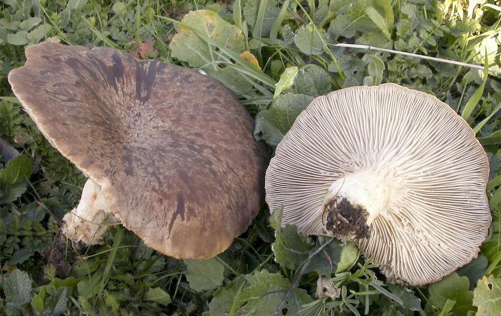 Chapter 2:Choice wild edible mushrooms Distribution: Widespread all over the countries (Italy and Greece) from the north to the south and from sea level up to an altitude of 800-1500 m; fairly common