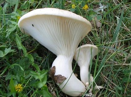 Chapter 2:Choice wild edible mushrooms in common language artikas ; for that reason the Pleurotus mushroom variety that grows in association with is commonly called artikitis.