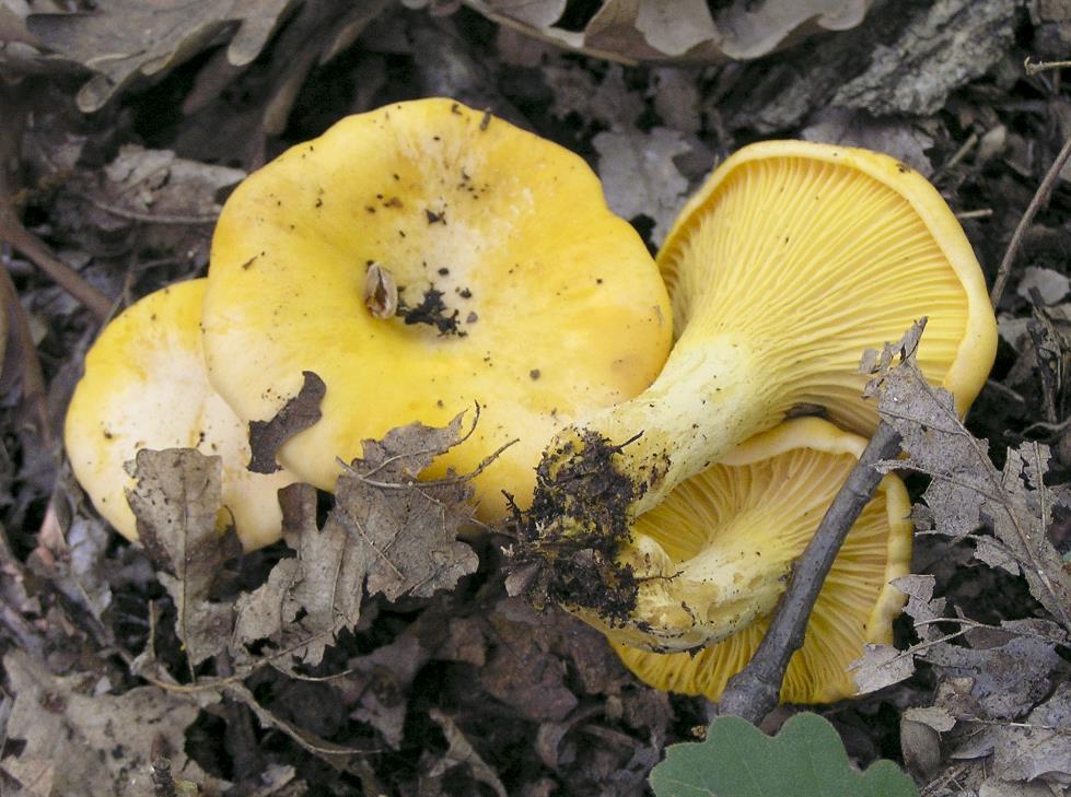 Chapter 2:Choice wild edible mushrooms 13. Cantharellus cibarius Fr. var. cibarius Etymology: from the Latin word cibus (=food) meaning edible, pertaining to food.