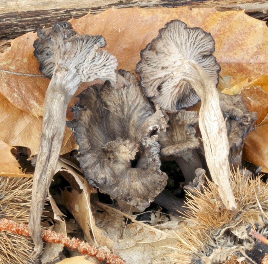 Chapter 2:Choice wild edible mushrooms 14. Cantharellus cinereus (Pers.) Fr.