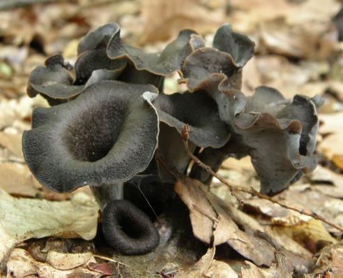 Chapter 2:Choice wild edible mushrooms 15. Craterellus cornucopioides (L.) Pers.