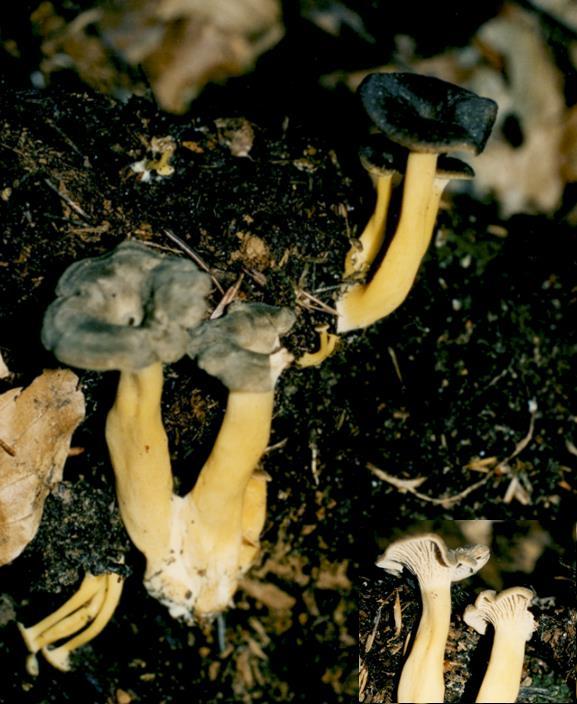 Chapter 2:Choice wild edible mushrooms 16. Craterellus tubaeformis (Fr.) Quél.