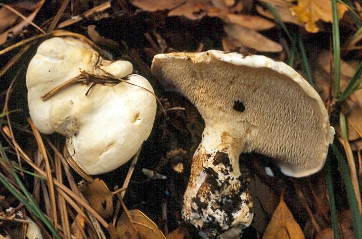 Chapter 2:Choice wild edible mushrooms 17. Hydnum repandum L. Etymology: from the Latin word repandum (= repand) describing the caps that having bended, uneven and waved margin.