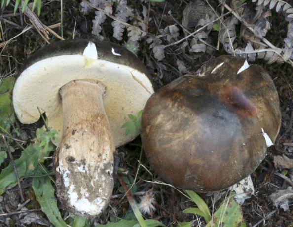 Chapter 2:Choice wild edible mushrooms and chestnuts, secondarily with hornbeams or hazels. It is a symbiotic mushroom species like all bolets, it forms ecomycorrhizas with the trees mentioned above.