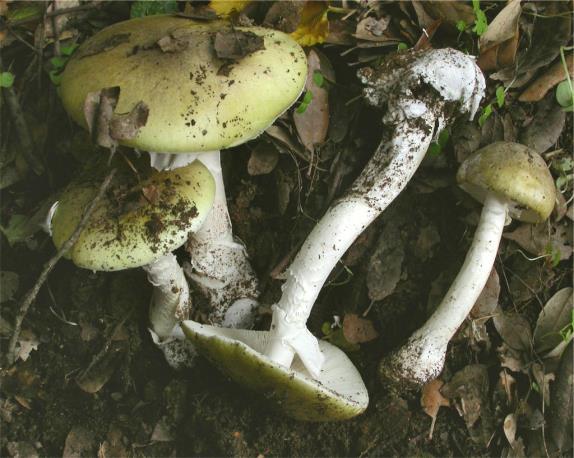 Chapter 3:Poisonous mushrooms DEADLY POISONOUS AMATOXIN - CONTAINING MUSHROOMS 1. Amanita phalloides (Vaill. ex Fr.) Link.