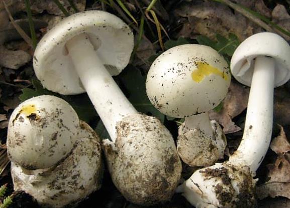 Chapter 3:Poisonous mushrooms 2. Amanita verna (Bull.) Lam.