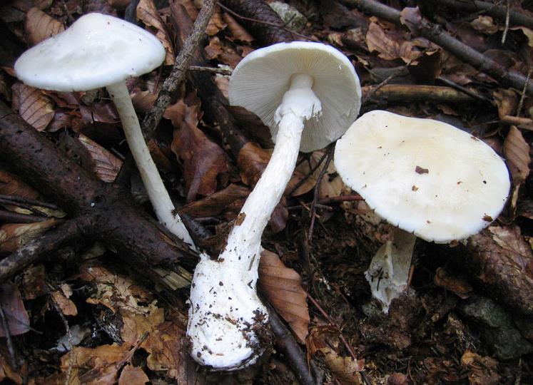 Chapter 3:Poisonous mushrooms 3. Amanita virosa (Fr.) Bertill. Etymology: From Latin adjective virosus (= stinking, poisonous) because of the bad smell and its early recognized toxicity.