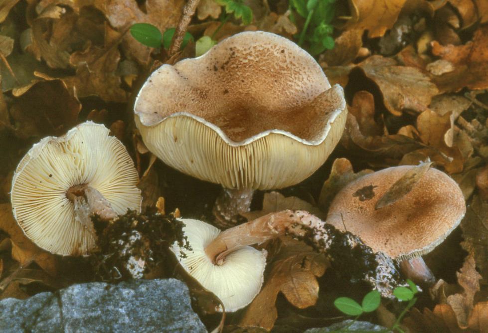 Chapter 3:Poisonous mushrooms 4. Lepiota subincarnata J.E. Lange Lepiota brunneoincarnata Chodat & C. Martín, Lepiota castanea Quél., Lepiota helveola Bres.