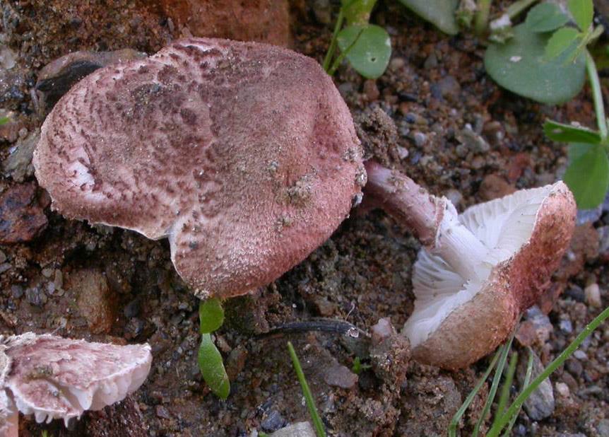 Chapter 3:Poisonous mushrooms Related species Lepiota brunneoincarnata Chodat & C.
