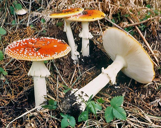 In such a case, it could be confused with Amanita caesarea, however the yellow gills, the yellow stem and the large and loose saccate volva are clear distinguishing characters of the latter edible