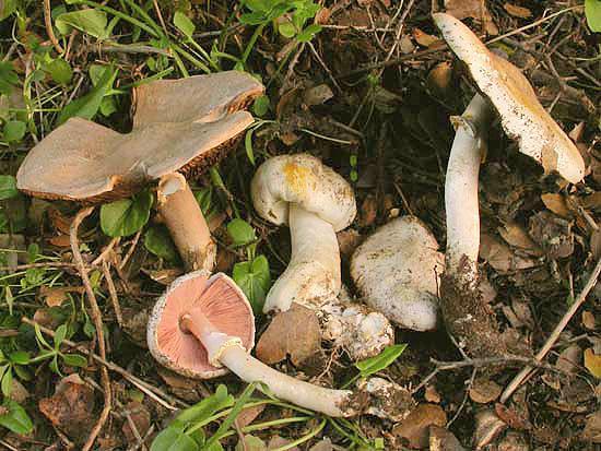 Chapter 3:Poisonous mushrooms POISONOUS MUSHROOMS RESPONSIBLE FOR THE GASTROINTESTINAL SYNDROME 1. Agaricus xanthodermus Genev.