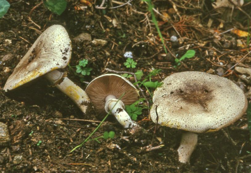 Chapter 3:Poisonous mushrooms Possible confusion Fig. 12. Agaricus moelleri (photo by E. Polemis). All species of the genus Agaricus are edible and mostly of good quality except A.