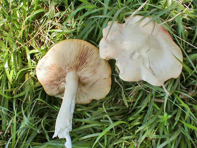 Chapter 3:Poisonous mushrooms 2. Entoloma sinuatum (Bull.) P. Kumm. = Entoloma lividum Quél. Etymology: From the Latin word sinuatus (= sinuate, wavy); describing the wavy margin of pileus.
