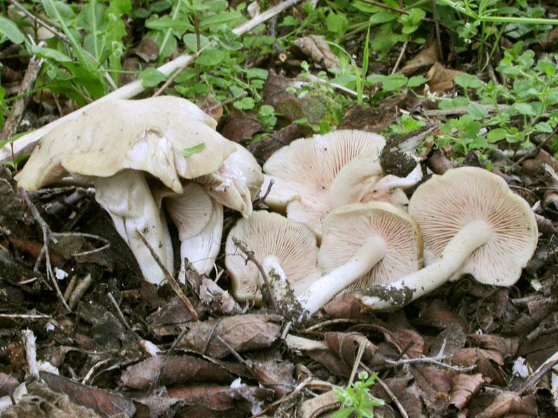 Chapter 3:Poisonous mushrooms Fig. 14. Entoloma clypeatum (photo by E. Polemis). Notes on toxicity Entoloma sinuatum has been cited as being responsible for ca.