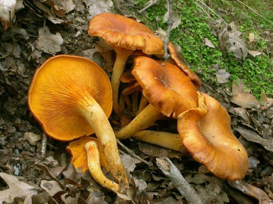 Description Basidioma development: Initially mushrooms have convex dark brown caps that become reddish brown brick-coloured as they expand to become funnel shaped orange to yellowish orange; the