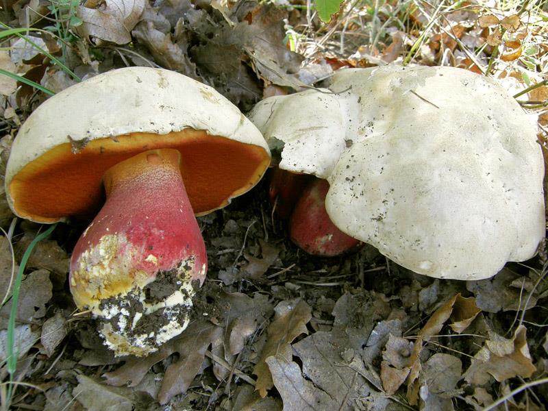 Chapter 3:Poisonous mushrooms 4. Boletus satanas Lenz Boletus legaliae Pilát, Boletus luridus Schaeff., Boletus rhodopurpureus Smotl., Boletus rhodoxanthus (Krombh.) Kallenb.