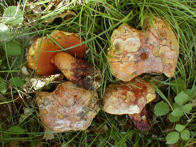 Chapter 3:Poisonous mushrooms Fig. 18. Boletus rhodoxanthus (photo by E. Polemis). Related species All red pored Boletus species (referred above) incl. Boletus rhodoxanthus (Fig.