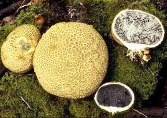 Chapter 3:Poisonous mushrooms 5. Scleroderma citrinum Pers. Scleroderma cepa Pers., Scleroderma meridionale Demoulin & Malençon, Scleroderma polyrhizum (J.F. Gmel.) Pers.