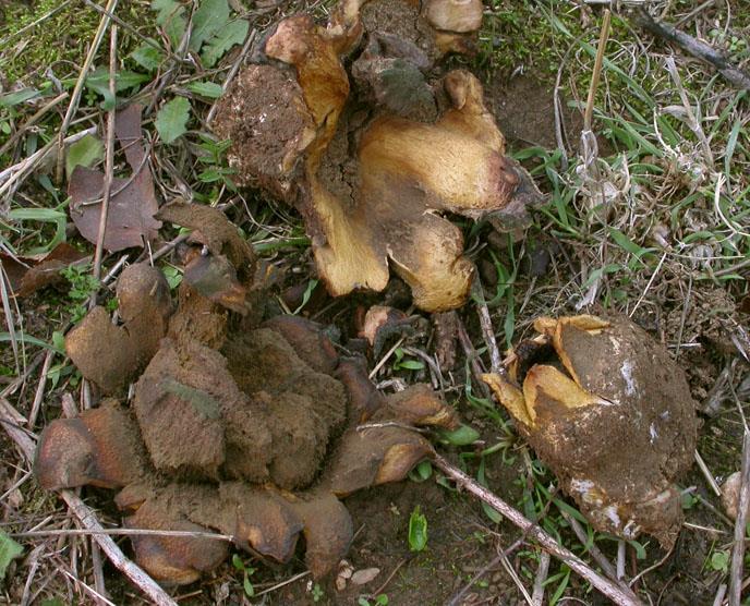 Chapter 3:Poisonous mushrooms Notes on toxicity Fig. 20. Scleroderma meridionale (photo by E. Polemis).