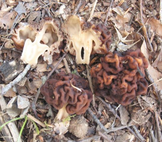 Chapter 3:Poisonous mushrooms MUSHROOMS RESPONSIBLE FOR THE GYROMITRINE POISONING Gyromitra esculenta (Pers.) Fr. Gyromitra gigas (Krombh.) Cooke, Gyromitra infula (Schaeff.) Quél.