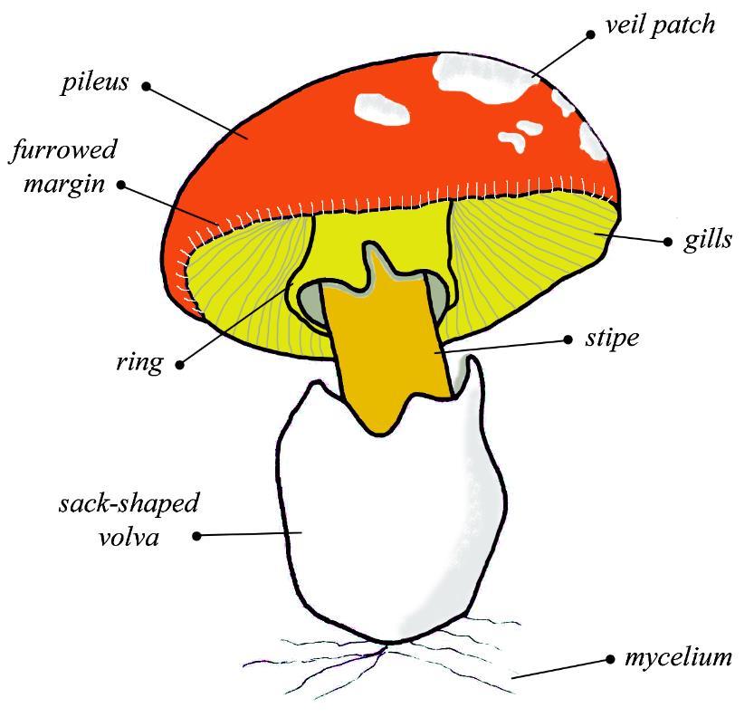Chapter 1: Introduction to Mushrooms the ground develop different types of associations with the substrate, from which they obtain nutrients.