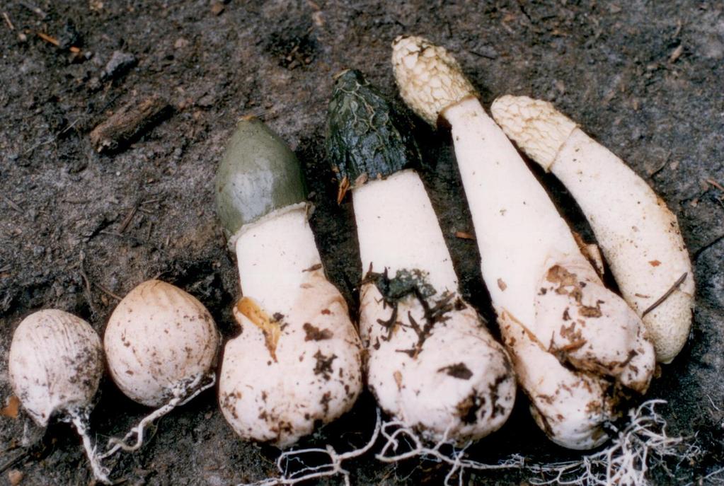 Chapter 1: Introduction to Mushrooms enclosed in the basidioma until it is fully mature (this is the case with the so called gasteromycetes or gasteroid fungi, e.g., Calvatia gigantea).