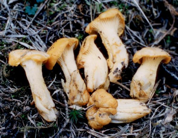 Chapter 1: Introduction to Mushrooms Figs. 24 & 25. Cantharellus cibarius and Pleurotus ostreatus (Bulgaria, the Rhodopes; photo: C.M. Denchev). Fig. 26.