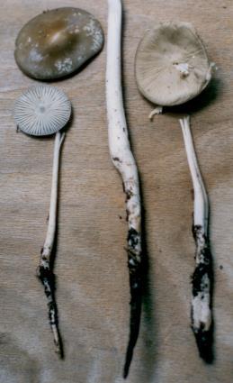 Chapter 1: Introduction to Mushrooms but most often it is white.