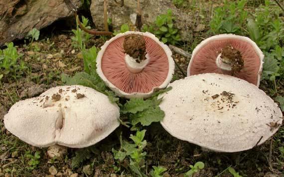 Chapter 2:Choice wild edible mushrooms 2. Agaricus campestris L. var. campestris Etymology: From Latin campus which is derived from the Greek word kampos (= open field, plain), the field mushroom.