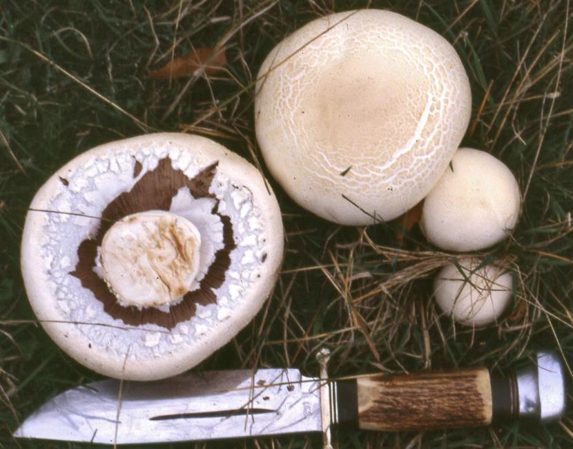 Chapter 2:Choice wild edible mushrooms 3. Agaricus urinascens (Jul. Schäff. & F.H. Møller) Singer = Agaricus macrosporus (F.H. Møller & Jul. Schäff.) Pilát Etymology: From Latin urina + sentire (= urine + sense), i.