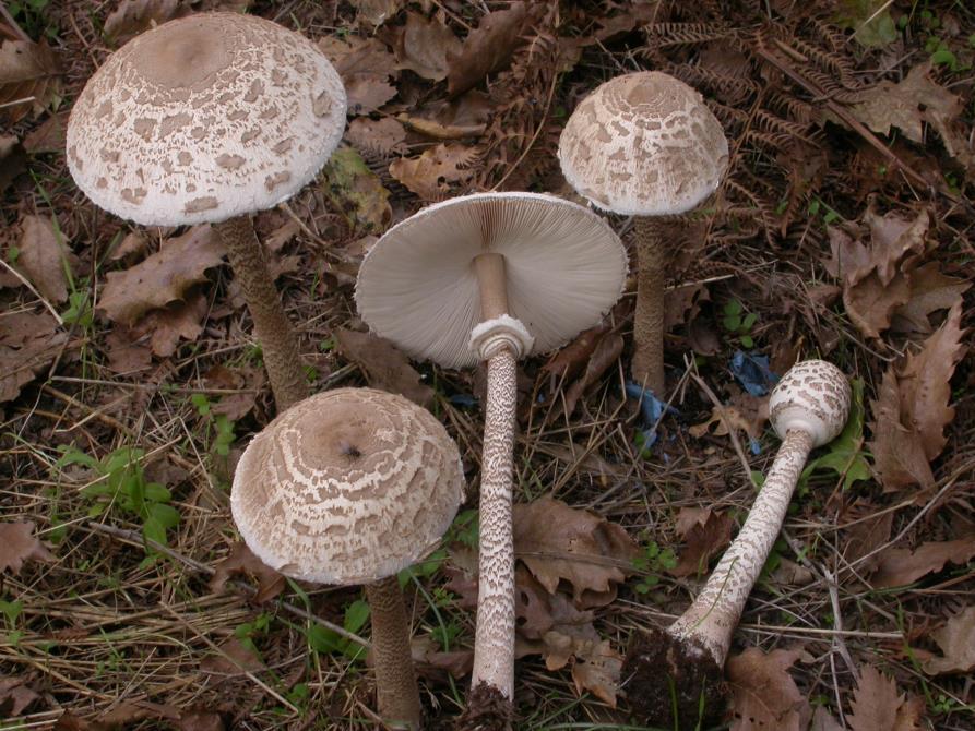 Chapter 2:Choice wild edible mushrooms 4. Macrolepiota procera (Scop.) Singer var.