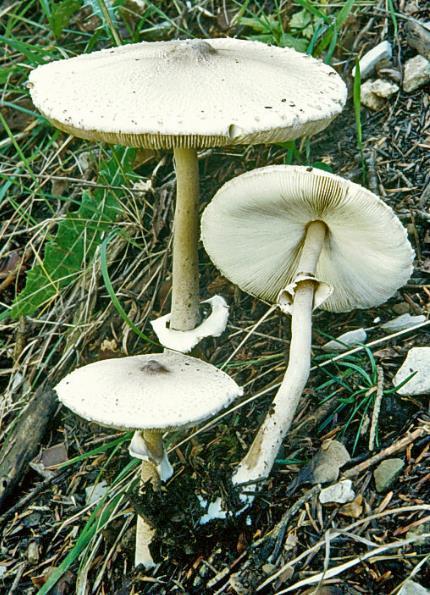 Chapter 2:Choice wild edible mushrooms Context (flesh): white and tender in the cap, unchanging when bruised or when cut, fibrous and darker greyish or brown when old in the stem; smell when young