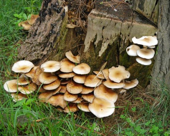 Chapter 2:Choice wild edible mushrooms 5. Agrocybe cylindracea (DC.) Maire = Agrocybe aegerita (V. Brig.) Singer Etymology: From Greek kylindrikos (= cylindrical) because of the shape of stem.