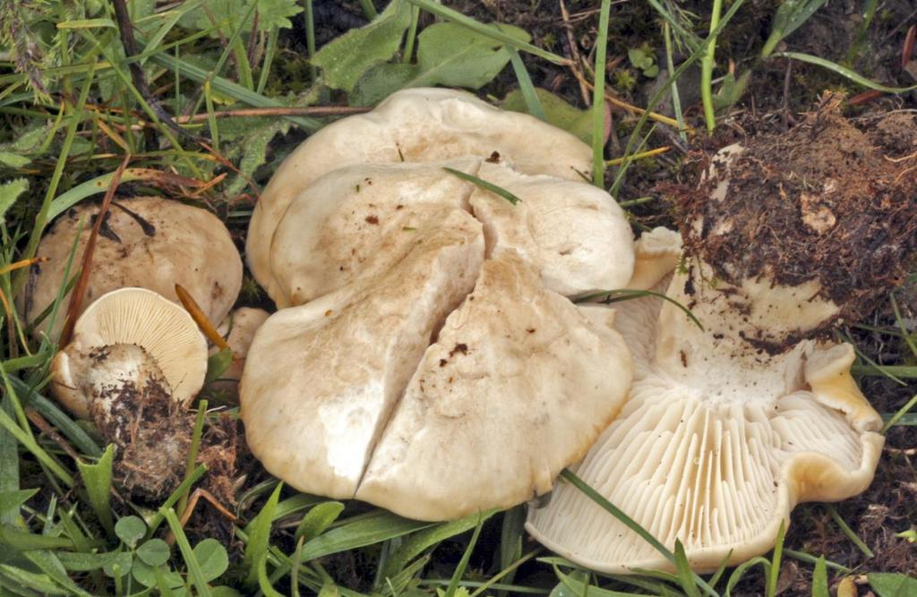Chapter 2:Choice wild edible mushrooms 6. Calocybe gambosa (Fr.