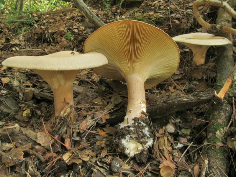 Chapter 2:Choice wild edible mushrooms 7. Infundibulicybe geotropa (Bull.) Harmaja Clitocybe geotropa (Bull.) Quél.
