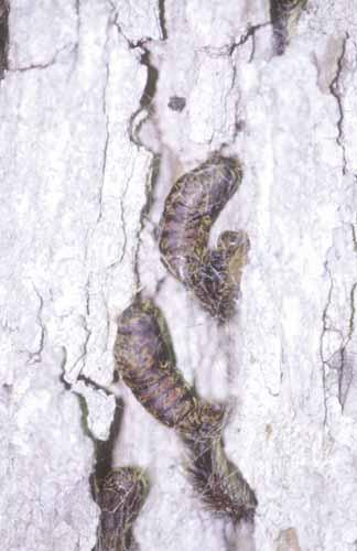 Gypsy Moth Pupa And Larval Skin In June caterpillars stop feeding and