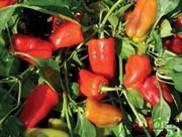 Territorial Seed Co Sweet xpepper CAJUN BELLE 60 days green. Miniature bell with spicy flavor that is a blend of heat and sweet.