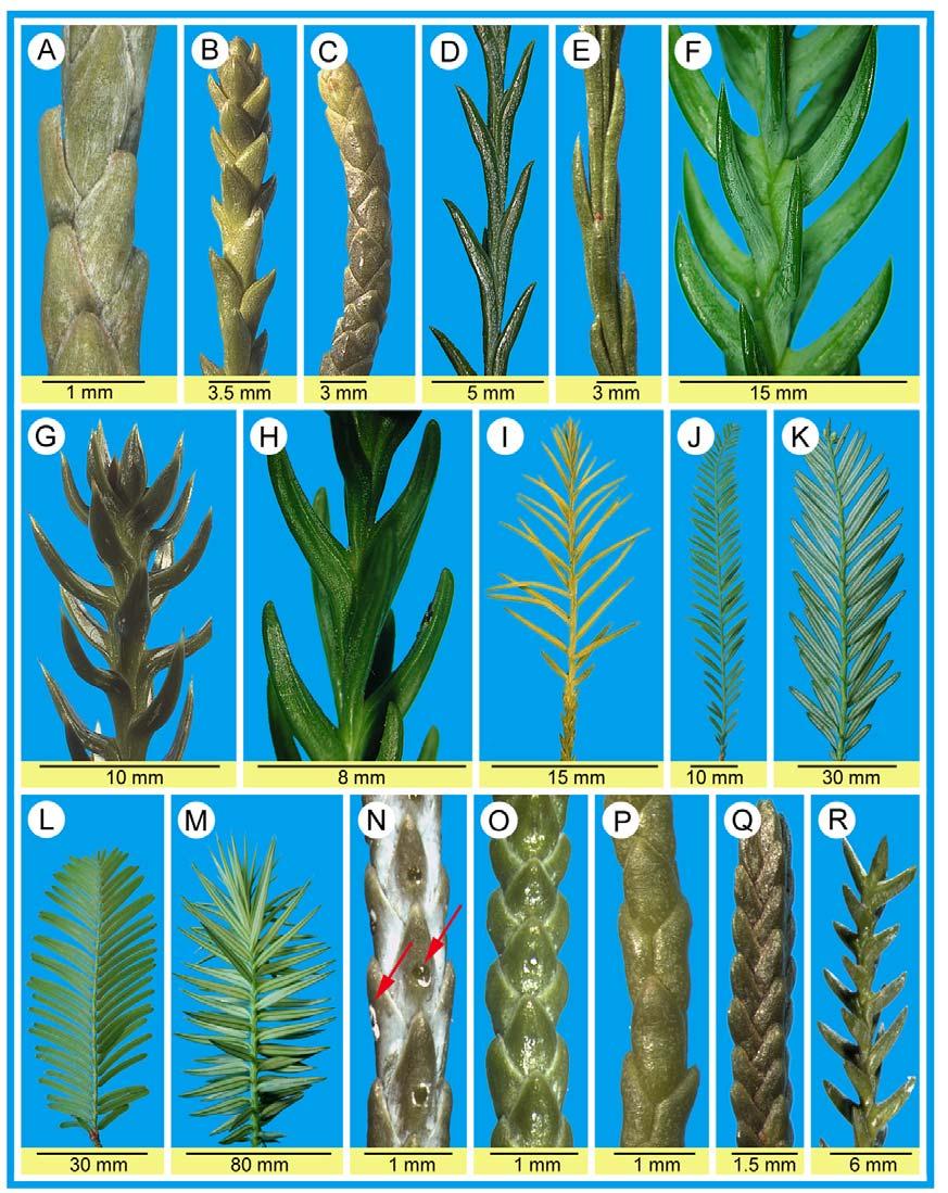 SCHULZ et al. (2005) Feddes Repert. 64 Fig. 1: Ultimate branchlets of different Cupressaceae-taxa.