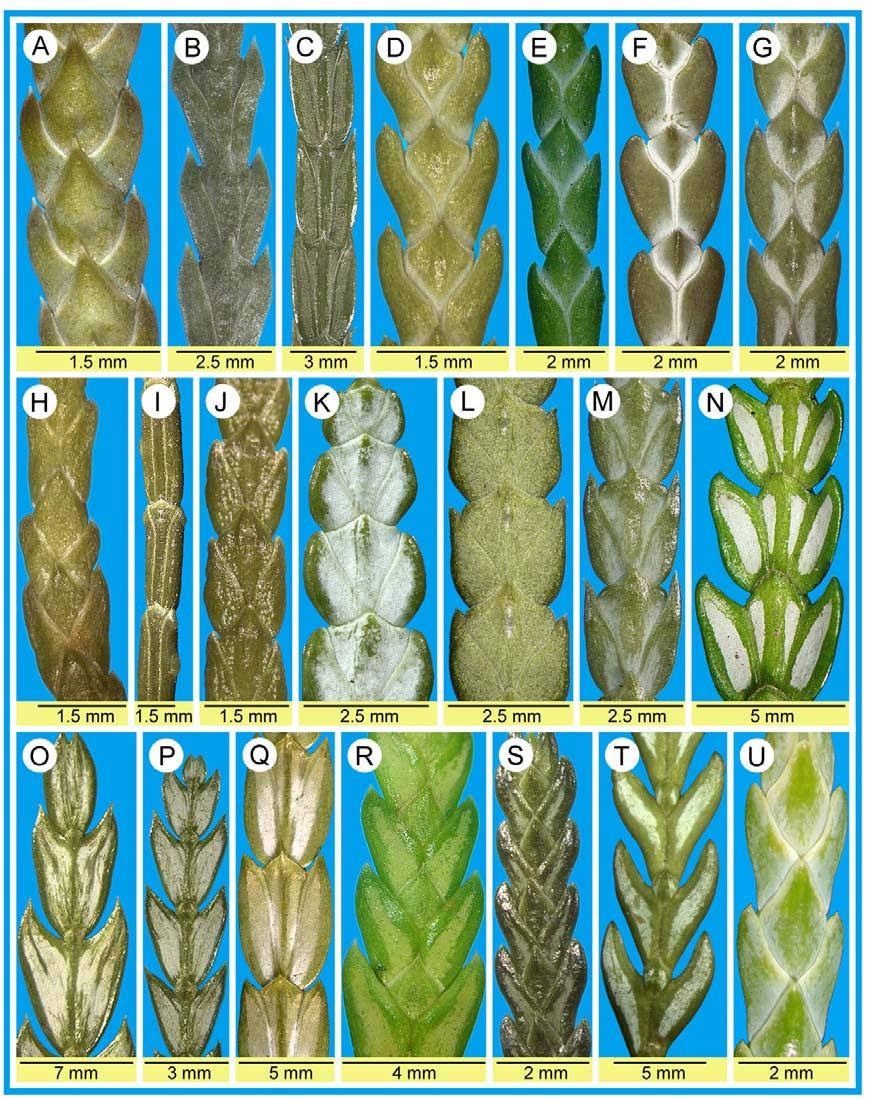 SCHULZ et al. (2005) Feddes Repert. 65 Fig. 2: Ultimate branchlets of different Cupressaceae-taxa.