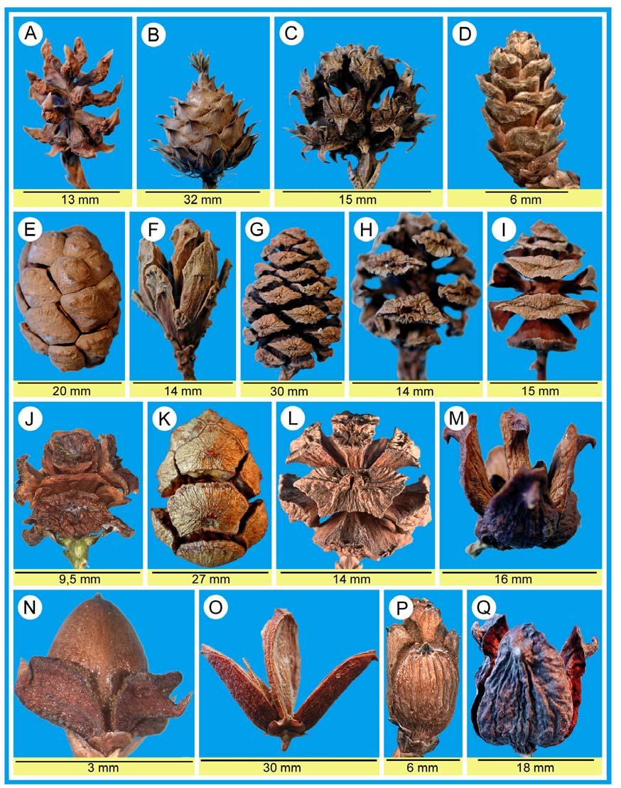 SCHULZ et al. (2005) Feddes Repert. 67 Fig. 4: Female cones of different Cupressaceae-taxa.