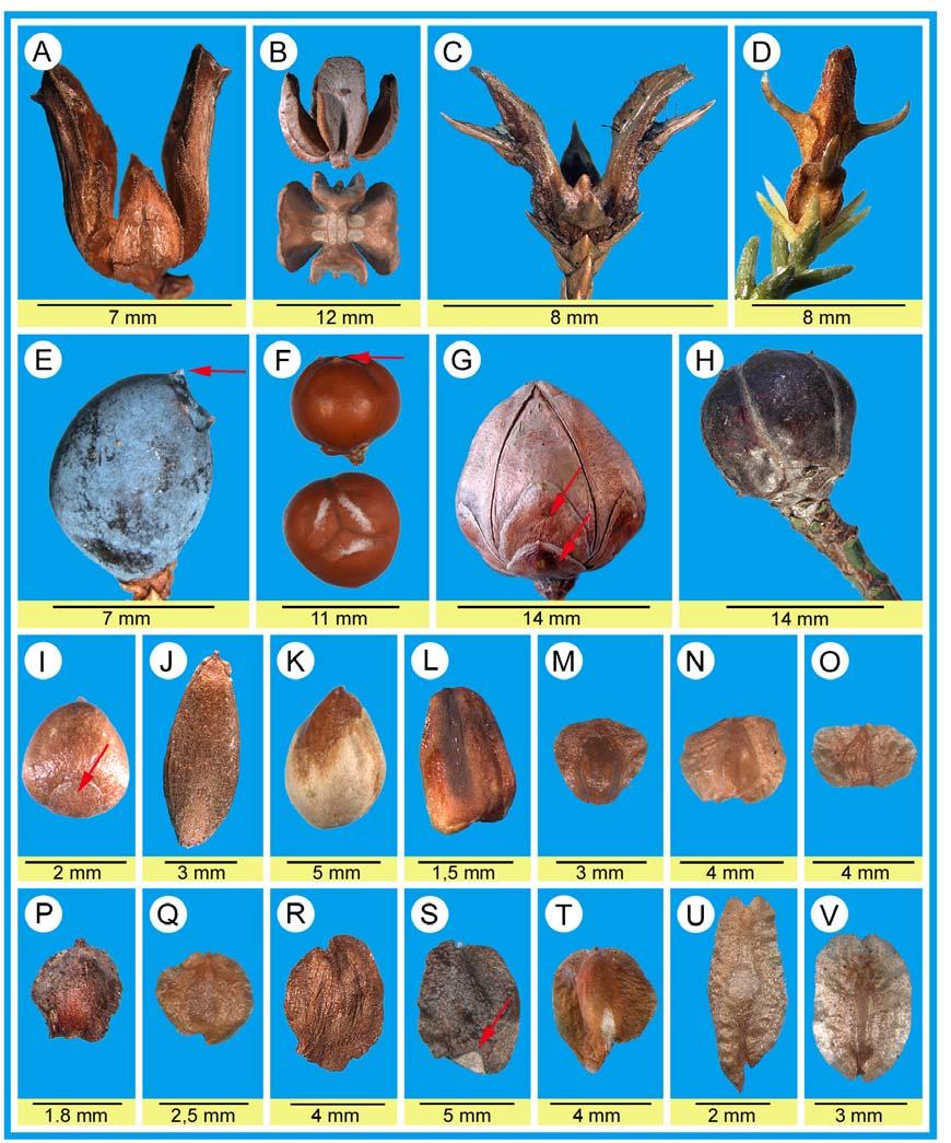 SCHULZ et al. (2005) Feddes Repert. 68 Fig. 5: Female cones and seeds of different Cupressaceae-taxa. A-H: female cones.