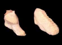 Meat adjacent to the ileum (oyster meat) may or may not be present.