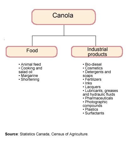 Other canola products While canola is obviously important for oil production, it is also the source of a number of other valuable products (Figure 2).