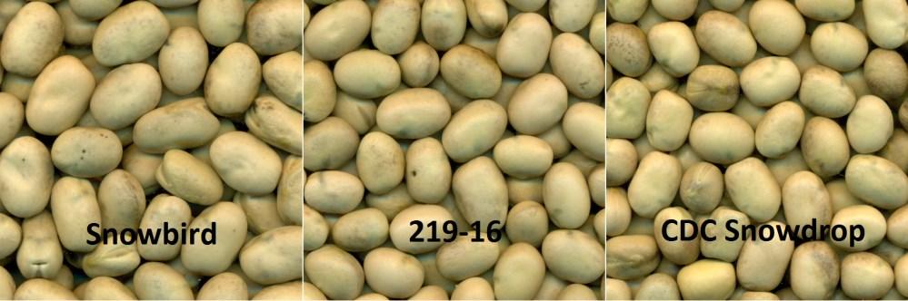 Crop Kind: Faba bean (potential release) Market Class: white flower, small-seeded Variety name: Registration Test ID: 219-16 Yield advantage: 99% of Snowbird (46 sites 6 years) (Snowdrop = 90%)
